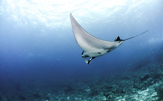 manta ray galapagos