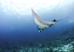 manta ray galapagos