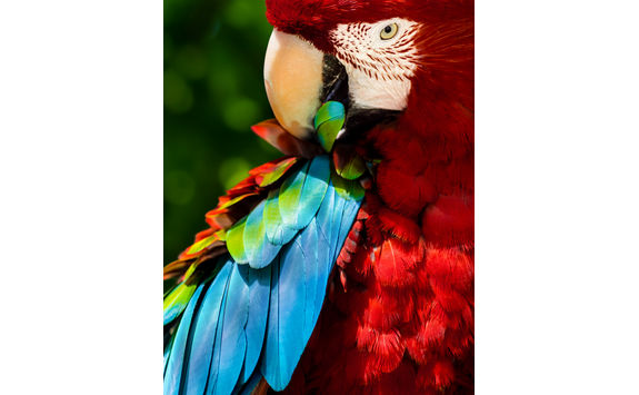 macaw parrot rainforest ecuador
