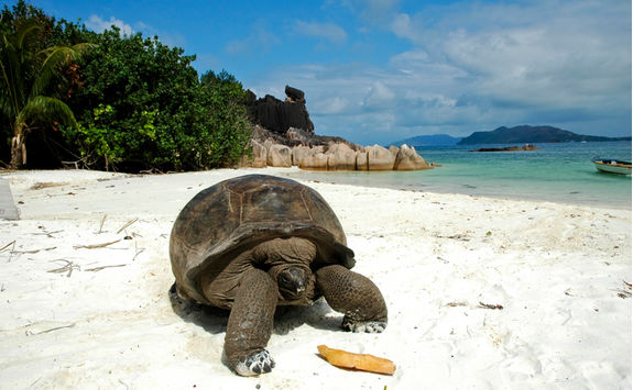 giant tortoise on beach seychelles