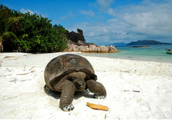 giant tortoise on beach seychelles