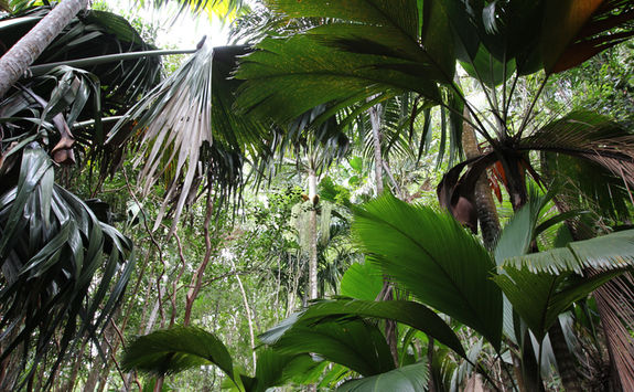 vallee de mai palm trees seychelles