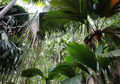 vallee de mai palm trees seychelles