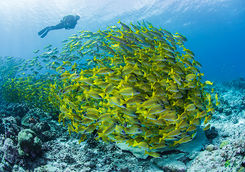 diver and shoal of yellow fish alphonse