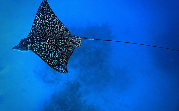 eagle ray