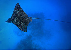 eagle ray