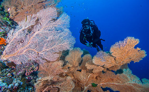 pink and orange coral with diver