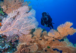 pink and orange coral with diver
