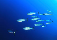 school of dog tooth tuna