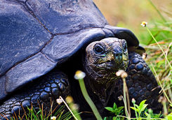 giant tortoise close up