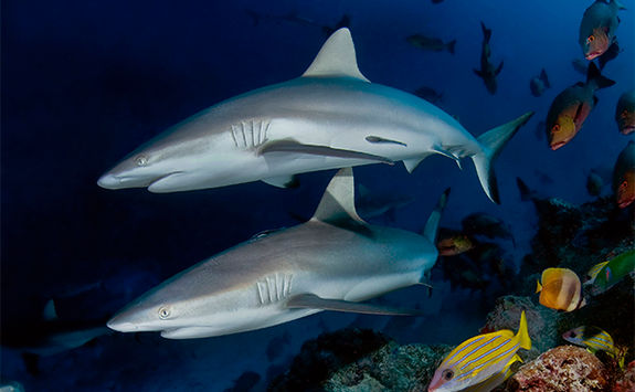 reef sharks alphonse