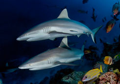 reef sharks alphonse