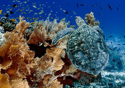 sea turtle and coral alphonse