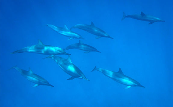 alphonse island marine life 30