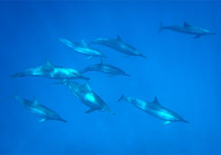 alphonse island marine life 30