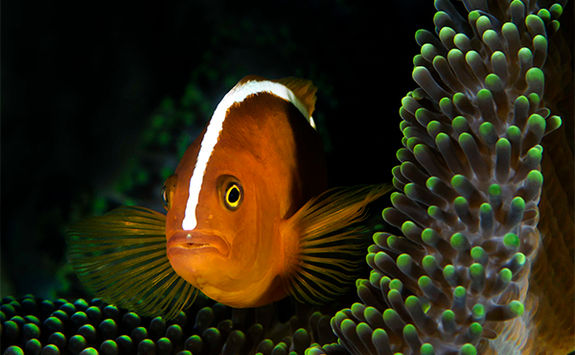 amphiprion sandaracinos alphonse