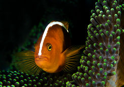 amphiprion sandaracinos alphonse