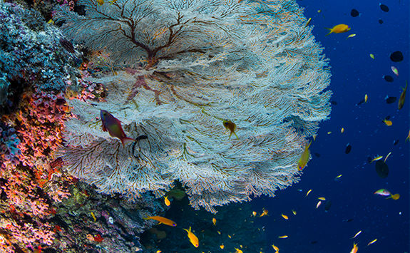 coral and diver alphonse