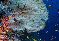 coral and diver alphonse