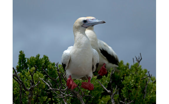 red footed booby seychelles