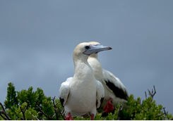 red footed booby seychelles