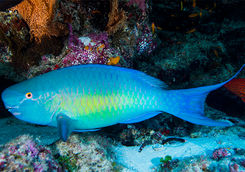 alphonse bright blue fish