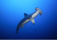 lone hammerhead shark