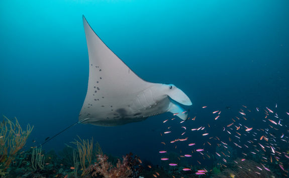 manta ray and fish