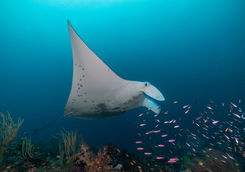 manta ray and fish