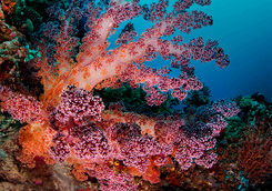 pink soft coral alphonse