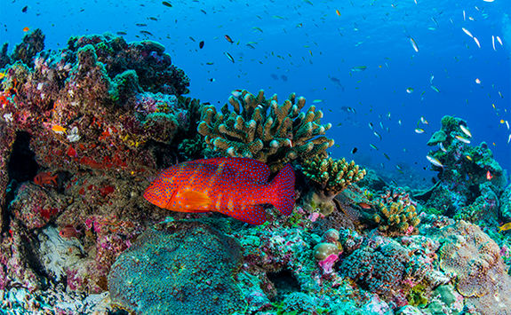bright red fish and coral alphonse