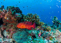 bright red fish and coral alphonse