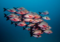 humpback snapper fish shoal