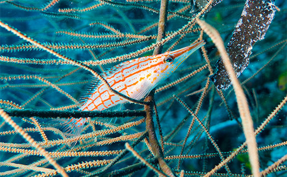 orange striped fish and coral