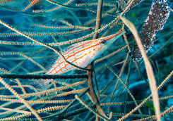 orange striped fish and coral