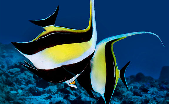 zanclus comutus alphonse