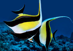 zanclus comutus alphonse