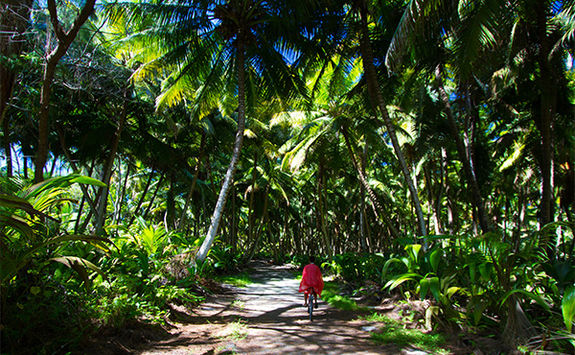 bicycle in forest alphonse