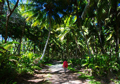 bicycle in forest alphonse