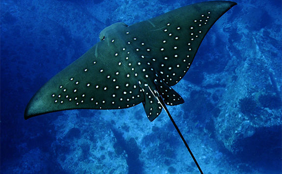spotted eagle ray