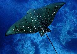spotted eagle ray