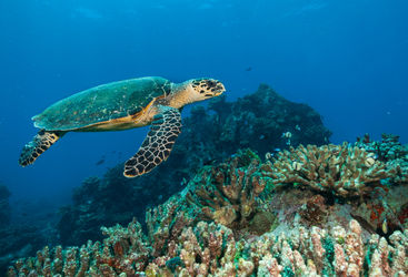 sea turtle seychelles