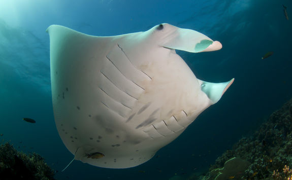 Manta Ray