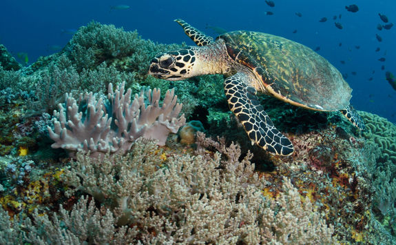 Hawksbill Turtle