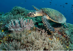 Hawksbill Turtle