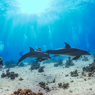 dolphins red sea