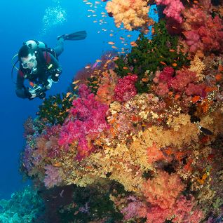 soft coral diving Fiji