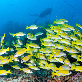 sweetlip fish maldives