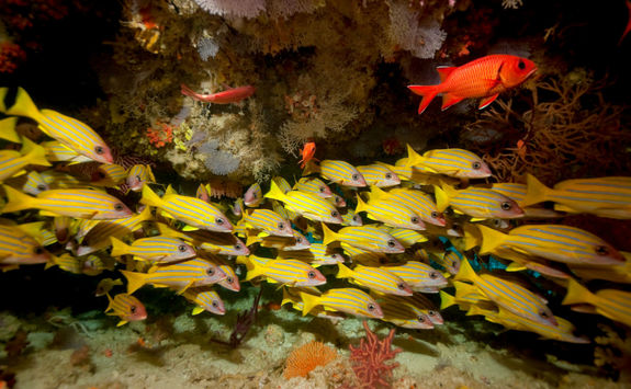 Blue Stripe Snappers in Cave