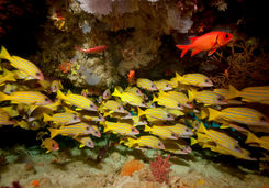 Blue Stripe Snappers in Cave